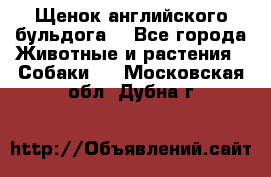 Щенок английского бульдога  - Все города Животные и растения » Собаки   . Московская обл.,Дубна г.